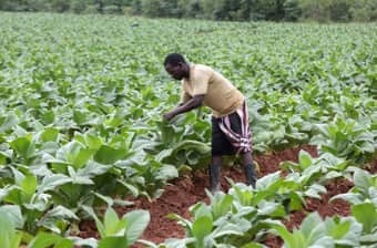 Contract Farming — ITA International